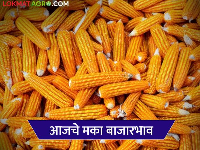 Maize Bazaar Bhav: Red maize arrivals in the market are the highest; Read in detail how it is getting the price | Maize Bajar Bhav : बाजारात लाल मक्याची आवक सर्वाधिक; कसा मिळतोय दर ते वाचा सविस्तर Maize Bazaar Bhav: Red maize arrivals in the market are the highest; Read in detail how it is getting the price | Maize Bajar Bhav : बाजारात लाल मक्याची आवक सर्वाधिक; कसा मिळतोय दर ते वाचा सविस्तर