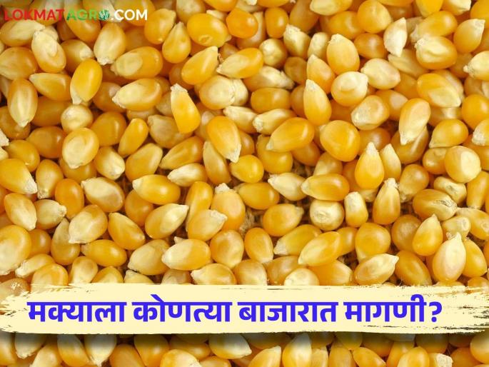 Maize Bajar Bhav : Maize arrivals in this market declined; How to get rates read in detail | Maize Bajar Bhav : मक्याची आवक 'या' बाजारात घटली; कसा मिळतोय दर ते वाचा सविस्तर Maize Bajar Bhav : Maize arrivals in this market declined; How to get rates read in detail | Maize Bajar Bhav : मक्याची आवक 'या' बाजारात घटली; कसा मिळतोय दर ते वाचा सविस्तर
