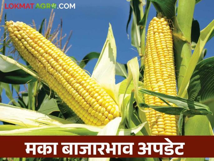 Maize Bazaar Bhav: How much maize has arrived in Lasalgaon market; Read in detail how the price was obtained | Maize Bajar Bhav : लासलगाव बाजारात मक्याची आवक किती; कसा मिळाला दर ते वाचा सविस्तर Maize Bazaar Bhav: How much maize has arrived in Lasalgaon market; Read in detail how the price was obtained | Maize Bajar Bhav : लासलगाव बाजारात मक्याची आवक किती; कसा मिळाला दर ते वाचा सविस्तर