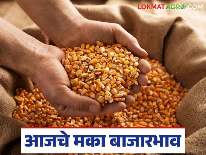 Maize Bazaar Bhav : The arrival of maize in this market has decreased; Read in detail what the price was. | Maize Bajar Bhav : मक्याची या बाजारात आवक घटली; काय मिळाला भाव ते वाचा सविस्तर Maize Bazaar Bhav : The arrival of maize in this market has decreased; Read in detail what the price was. | Maize Bajar Bhav : मक्याची या बाजारात आवक घटली; काय मिळाला भाव ते वाचा सविस्तर
