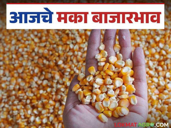 Maize Bazaar Bhav: How much maize has arrived in Dondai market; Read in detail how the price was obtained | Maize Bajar Bhav : दोंडाईच्या बाजारात मक्याची आवक किती; कसा मिळाला दर ते वाचा सविस्तर Maize Bazaar Bhav: How much maize has arrived in Dondai market; Read in detail how the price was obtained | Maize Bajar Bhav : दोंडाईच्या बाजारात मक्याची आवक किती; कसा मिळाला दर ते वाचा सविस्तर