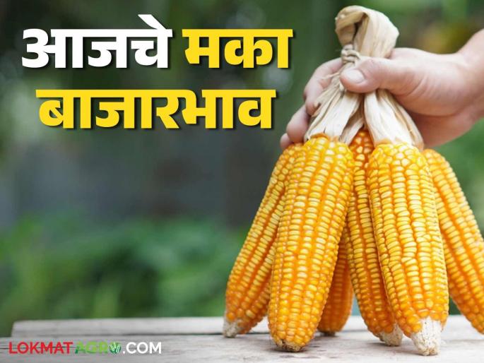 Maize Bazaar Bhav: latest news Fluctuations in maize prices; Read in detail what is today's price | Maize Bajar Bhav: मक्याच्या दरात चढ-उतार; काय आहे आजचा दर ते वाचा सविस्तर