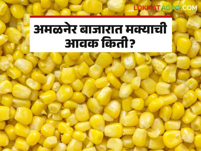 Maize Bajar Bhav : Maize got the highest price in this market committee | Maize Bajar Bhav : राज्यातील 'या' बाजार समितीत मक्याला मिळाला सर्वाधिक दर; किती झाली आवक ते वाचा सविस्तर