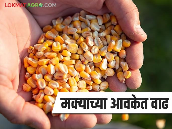 Maize Bazaar Bhav: latest news Improvement in maize arrival; Read in detail how the price was obtained | Maize Bajar Bhav: मक्याच्या आवकेत सुधारणा; कसा मिळाला दर ते वाचा सविस्तर Maize Bazaar Bhav: latest news Improvement in maize arrival; Read in detail how the price was obtained | Maize Bajar Bhav: मक्याच्या आवकेत सुधारणा; कसा मिळाला दर ते वाचा सविस्तर