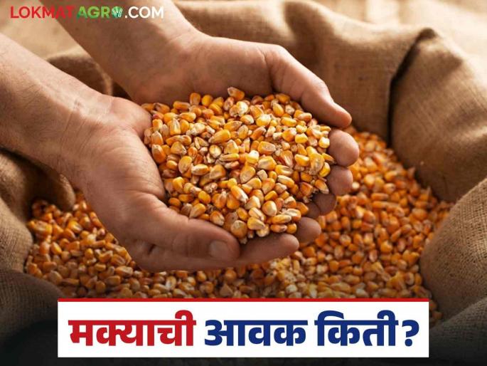 Maize Bazaar Bhav: Red maize is available in the market; Read the price in detail | Maize Bajar Bhav : लाल मक्याची बाजारात चलती; काय मिळाला दर ते वाचा सविस्तर