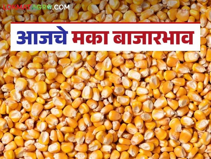 Maize Bazaar Bhav: latest news Maize arrival in the market has decreased; Read in detail how the price was obtained | Maize Bajar Bhav: बाजारात मक्याची आवक घटली; कसा मिळाला दर ते वाचा सविस्तर
