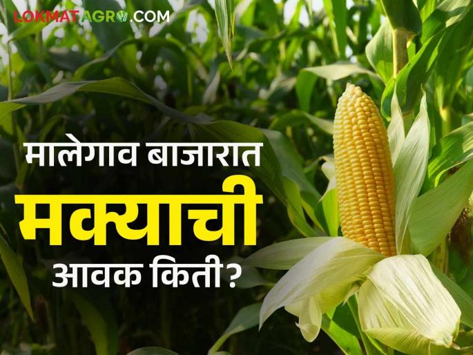 Maize Bazaar Bhav: Decline in maize arrivals; Read in detail how the price was obtained | Maize Bajar Bhav : मक्याच्या आवकेत घसरण; कसा मिळाला दर ते वाचा सविस्तर Maize Bazaar Bhav: Decline in maize arrivals; Read in detail how the price was obtained | Maize Bajar Bhav : मक्याच्या आवकेत घसरण; कसा मिळाला दर ते वाचा सविस्तर