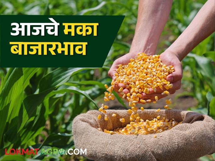 Maize Bazaar Bhav: How much maize has arrived in Sillod Bazaar; Read in detail how the price was obtained | Maize Bajar Bhav : सिल्लोड बाजारात मक्याची आवक किती; कसा मिळाला दर ते वाचा सविस्तर Maize Bazaar Bhav: How much maize has arrived in Sillod Bazaar; Read in detail how the price was obtained | Maize Bajar Bhav : सिल्लोड बाजारात मक्याची आवक किती; कसा मिळाला दर ते वाचा सविस्तर