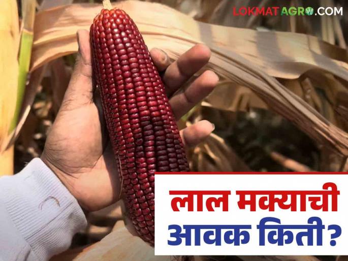 Maize Bazaar Bhav: In which market did the arrival of red maize increase; Read in detail how the price was obtained | Maize Bajar Bhav : लाल मक्याची आवक कोणत्या बाजारात वाढली; कसा मिळाला दर ते वाचा सविस्तर Maize Bazaar Bhav: In which market did the arrival of red maize increase; Read in detail how the price was obtained | Maize Bajar Bhav : लाल मक्याची आवक कोणत्या बाजारात वाढली; कसा मिळाला दर ते वाचा सविस्तर