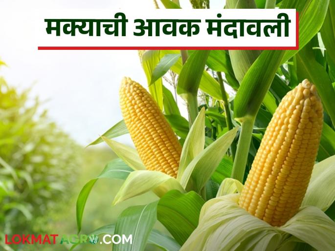 Maize Bazaar Bhav : How much maize arrived in Kalvan market; Read in detail what price it got | Maize Bajar Bhav : कळवण बाजारात मक्याची आवक किती; काय भाव मिळाला ते वाचा सविस्तर