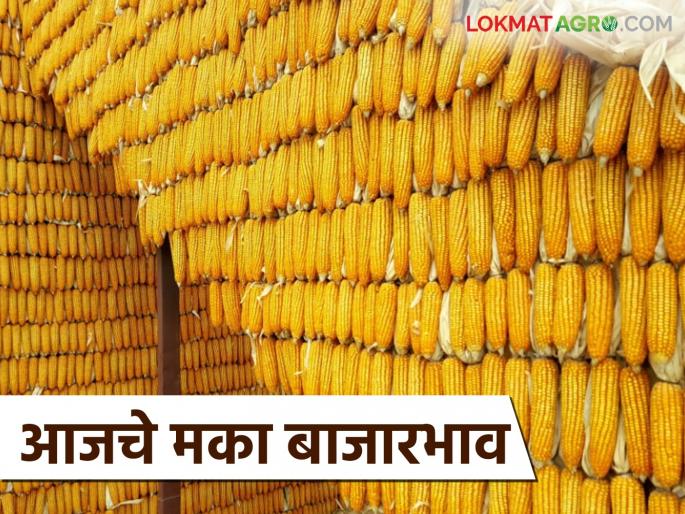 Maize Bazaar Bhav: How much maize has arrived in Satana, Shahada markets? Read in detail how the price was obtained | Maize Bajar Bhav : सटाणा, शहादा बाजारात मक्याची आवक किती? कसा मिळाला दर ते वाचा सविस्तर Maize Bazaar Bhav: How much maize has arrived in Satana, Shahada markets? Read in detail how the price was obtained | Maize Bajar Bhav : सटाणा, शहादा बाजारात मक्याची आवक किती? कसा मिळाला दर ते वाचा सविस्तर