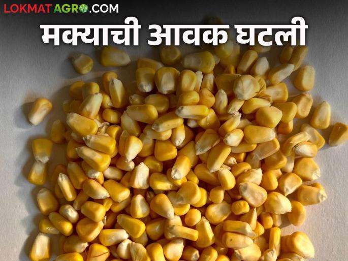 Maize Bazaar Bhav: Arrival of red maize has slowed down; Read in detail how the price is being obtained | Maize Bajar Bhav : लाल मक्याची आवक मंदावली; कसा मिळतोय दर ते वाचा सविस्तर Maize Bazaar Bhav: Arrival of red maize has slowed down; Read in detail how the price is being obtained | Maize Bajar Bhav : लाल मक्याची आवक मंदावली; कसा मिळतोय दर ते वाचा सविस्तर