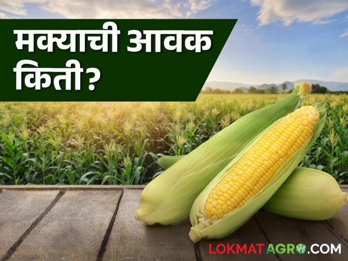 Maize Bazaar Bhav: The arrival of maize in this market of the state has slowed down; Read in detail how the price is being obtained | Maize Bajar Bhav : राज्यातील 'या' बाजारात मक्याची आवक मंदावली; कसा मिळतोय दर ते वाचा सविस्तर Maize Bazaar Bhav: The arrival of maize in this market of the state has slowed down; Read in detail how the price is being obtained | Maize Bajar Bhav : राज्यातील 'या' बाजारात मक्याची आवक मंदावली; कसा मिळतोय दर ते वाचा सविस्तर