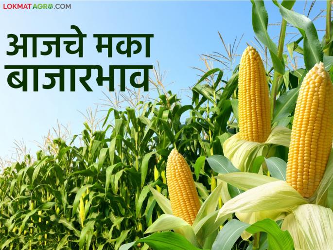 Maize Bazaar Bhav: The arrival of maize in Pune market has slowed down; Read in detail how the price was obtained | Maize Bajar Bhav : पुणे बाजारात मक्याची आवक मंदावली; कसा मिळाला दर ते वाचा सविस्तर Maize Bazaar Bhav: The arrival of maize in Pune market has slowed down; Read in detail how the price was obtained | Maize Bajar Bhav : पुणे बाजारात मक्याची आवक मंदावली; कसा मिळाला दर ते वाचा सविस्तर