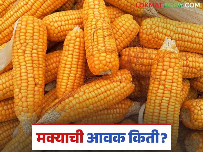 Maize Bazaar Bhav: Maize arrivals have slowed down; Read in detail how the price was obtained | Maize Bajar Bhav : मक्याची आवक मंदावली; कसा मिळाला दर ते वाचा सविस्तर Maize Bazaar Bhav: Maize arrivals have slowed down; Read in detail how the price was obtained | Maize Bajar Bhav : मक्याची आवक मंदावली; कसा मिळाला दर ते वाचा सविस्तर