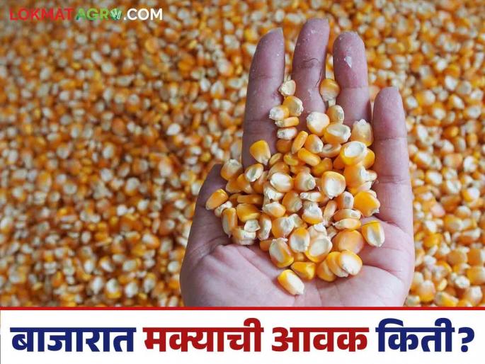Maize Bazaar Bhav: How much maize is arriving in Malegaon market; Read in detail how the price is being obtained | Maize Bajar Bhav : मालेगाव बाजारात मक्याची आवक किती; कसा मिळतोय दर ते वाचा सविस्तर Maize Bazaar Bhav: How much maize is arriving in Malegaon market; Read in detail how the price is being obtained | Maize Bajar Bhav : मालेगाव बाजारात मक्याची आवक किती; कसा मिळतोय दर ते वाचा सविस्तर