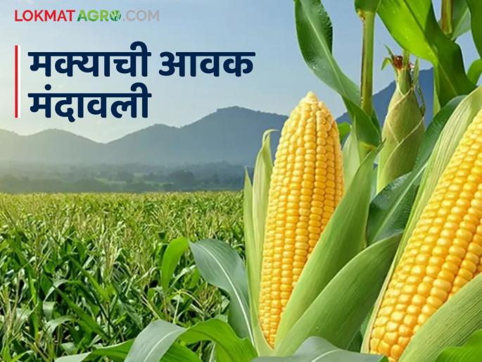 Maize Bazaar Bhav: How much maize has arrived in Dhule, Pune markets; Read in detail how the price was obtained | Maize Bajar Bhav : धुळे, पुणे बाजारात मक्याची आवक किती; कसा मिळाला दर ते वाचा सविस्तर
