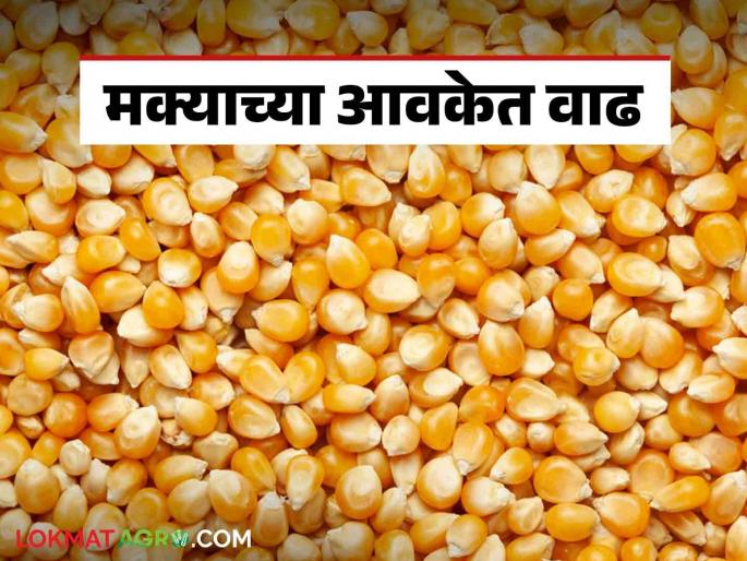 Maize Bajar Bhav : Increase in arrivals of variety of maize; Read the price in detail | Maize Bajar Bhav : मक्याच्या 'या' जातीच्या आवकेत वाढ; काय मिळाला भाव ते वाचा सविस्तर Maize Bajar Bhav : Increase in arrivals of variety of maize; Read the price in detail | Maize Bajar Bhav : मक्याच्या 'या' जातीच्या आवकेत वाढ; काय मिळाला भाव ते वाचा सविस्तर