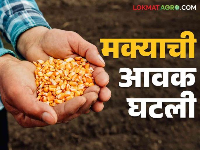 Maize Bajar Bhav : In which market maize arrivals decreased; What are today's market prices read in detail | Maize Bajar Bhav : मक्याची आवक कोणत्या बाजारात घटली; काय आहेत आजचे बाजारभाव वाचा सविस्तर