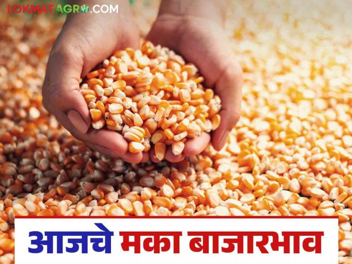 Maize Bazaar Bhav: The arrival of maize in this market has slowed down; Read in detail how the price was obtained | Maize Bajar Bhav : मक्याची आवक या बाजारात मंदावली; कसा मिळाला दर ते वाचा सविस्तर Maize Bazaar Bhav: The arrival of maize in this market has slowed down; Read in detail how the price was obtained | Maize Bajar Bhav : मक्याची आवक या बाजारात मंदावली; कसा मिळाला दर ते वाचा सविस्तर