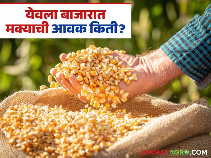 Maize Bazaar Bhav: Highest arrival of maize in Yeola market; Read in detail how the price was obtained | Maize Bajar Bhav : येवला बाजारात मक्याची सर्वाधिक आवक; कसा मिळला दर ते वाचा सविस्तर Maize Bazaar Bhav: Highest arrival of maize in Yeola market; Read in detail how the price was obtained | Maize Bajar Bhav : येवला बाजारात मक्याची सर्वाधिक आवक; कसा मिळला दर ते वाचा सविस्तर