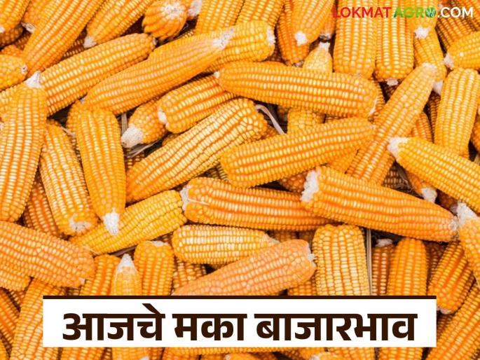 latest news Maka Bajar Bhav : Stability in maize prices; Increasing demand for red and yellow maize Read in detail | Maka Bajar Bhav : मका दरात स्थिरता; लाल आणि पिवळ्या मक्याला वाढती मागणी वाचा सविस्तर latest news Maka Bajar Bhav : Stability in maize prices; Increasing demand for red and yellow maize Read in detail | Maka Bajar Bhav : मका दरात स्थिरता; लाल आणि पिवळ्या मक्याला वाढती मागणी वाचा सविस्तर