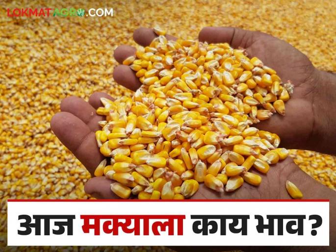 Maize Bajar Bhav : What is the arrival of maize in Chandur market; Read the price in detail | Maize Bajar Bhav : चांदूर बाजारात मक्याची आवक किती; काय मिळाला भाव ते वाचा सविस्तर Maize Bajar Bhav : What is the arrival of maize in Chandur market; Read the price in detail | Maize Bajar Bhav : चांदूर बाजारात मक्याची आवक किती; काय मिळाला भाव ते वाचा सविस्तर