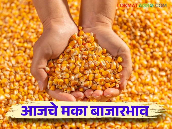 Maize Bajar Bhav : Maize arrivals in the market decreased; Read more about the price change | Maize Bajar Bhav : मक्याची आवक बाजारात घटली; दरात झाला का बदल वाचा सविस्तर Maize Bajar Bhav : Maize arrivals in the market decreased; Read more about the price change | Maize Bajar Bhav : मक्याची आवक बाजारात घटली; दरात झाला का बदल वाचा सविस्तर