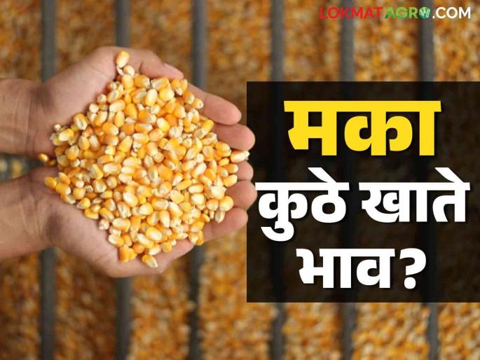 Maize Bajar Bhav : Low arrival of maize in the market; Read this rate in detail | Maize Bajar Bhav : मक्याची आवक बाजारात कमी ; हा मिळाला दर ते वाचा सविस्तर