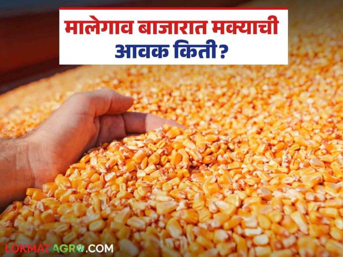 Maize Bazaar Bhav: The arrival of maize in Malegaon market has increased; Read in detail how the price was obtained | Maize Bajar Bhav : मालेगाव बाजारात मक्याची आवक वाढली; कसा मिळाला दर ते वाचा सविस्तर Maize Bazaar Bhav: The arrival of maize in Malegaon market has increased; Read in detail how the price was obtained | Maize Bajar Bhav : मालेगाव बाजारात मक्याची आवक वाढली; कसा मिळाला दर ते वाचा सविस्तर