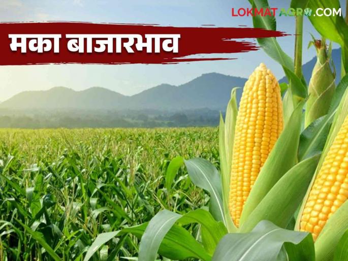 Maize Bajar Bhav : Maize arrival highest in Malegaon market; Read in detail what is the rate | Maize Bajar Bhav : मालेगाव बाजारात मक्याची आवक सर्वाधिक; काय मिळतोय दर ते वाचा सविस्तर