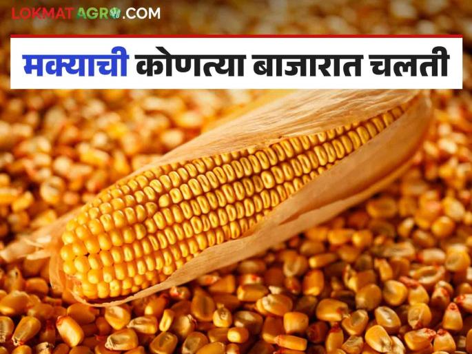 Maize Bajar Bhav : Maize arrivals increased in Malegaon market; Read the price in detail | Maize Bajar Bhav : मालेगाव बाजारात मक्याची आवक वाढली; असा मिळाला भाव ते वाचा सविस्तर Maize Bajar Bhav : Maize arrivals increased in Malegaon market; Read the price in detail | Maize Bajar Bhav : मालेगाव बाजारात मक्याची आवक वाढली; असा मिळाला भाव ते वाचा सविस्तर