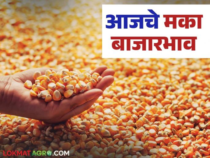 Maize Bazaar Bhav: How much maize has arrived in Malegaon, Amravati markets; Read in detail how the price was obtained | Maize Bajar Bhav : मालेगाव, अमरावती बाजारात मक्याची आवक किती; कसा मिळाला दर ते वाचा सविस्तर Maize Bazaar Bhav: How much maize has arrived in Malegaon, Amravati markets; Read in detail how the price was obtained | Maize Bajar Bhav : मालेगाव, अमरावती बाजारात मक्याची आवक किती; कसा मिळाला दर ते वाचा सविस्तर