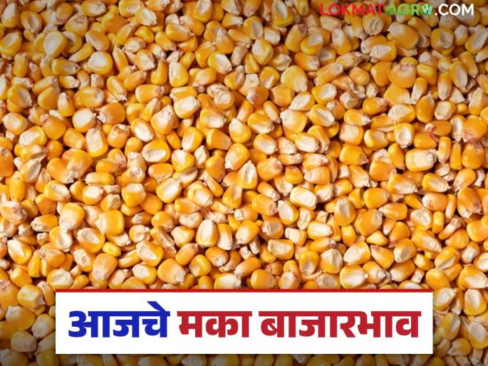 Maize Bazaar Bhav: Maize arrival in the market has slowed down; Read in detail how the price was obtained | Maize Bajar Bhav: मक्याची आवक बाजारात मंदावली; कसा मिळाला दर ते वाचा सविस्तर