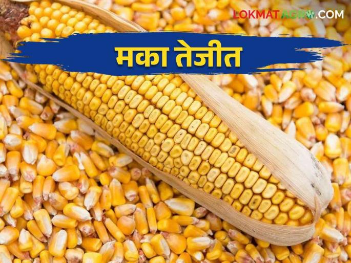 Maka Bajarbhav: Maize got the highest market price in Bhigwan market | Maka Bajarbhav: भिगवण मार्केटमध्ये मकेला मिळाला सर्वाधिक बाजारभाव Maka Bajarbhav: Maize got the highest market price in Bhigwan market | Maka Bajarbhav: भिगवण मार्केटमध्ये मकेला मिळाला सर्वाधिक बाजारभाव