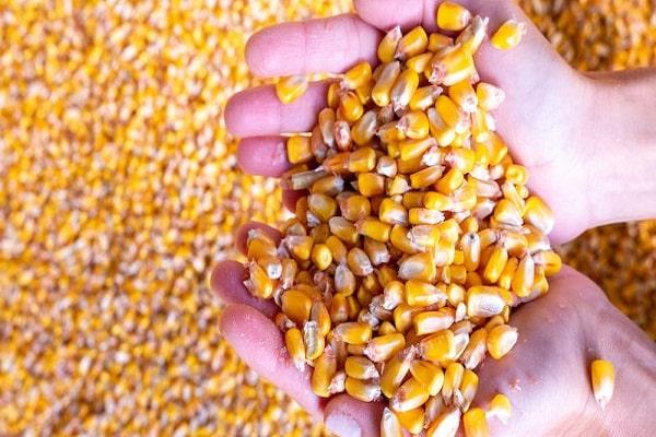 Maize Bajar Bhav : Maize arrivals declined in this market; Read the price in detail | Maize Bajar Bhav : मक्याची आवक 'या' बाजारात घटली; काय मिळाला भाव ते वाचा सविस्तर Maize Bajar Bhav : Maize arrivals declined in this market; Read the price in detail | Maize Bajar Bhav : मक्याची आवक 'या' बाजारात घटली; काय मिळाला भाव ते वाचा सविस्तर