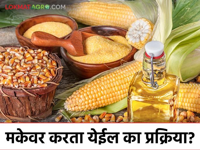 Maka Prakriya : Big opportunities in the maize processing industry; Let's see the various products made from maize in detail | Maka Prakriya : मका प्रक्रिया उद्योगात मोठ्या संधी; मक्यापासून बनविली जाणारी विविध उत्पादने पाहूया सविस्तर Maka Prakriya : Big opportunities in the maize processing industry; Let's see the various products made from maize in detail | Maka Prakriya : मका प्रक्रिया उद्योगात मोठ्या संधी; मक्यापासून बनविली जाणारी विविध उत्पादने पाहूया सविस्तर