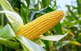 Purchase of maize this year for the first time in rabi season | यंदा रब्बी हंगामात प्रथमच होणार मक्याची खरेदी Purchase of maize this year for the first time in rabi season | यंदा रब्बी हंगामात प्रथमच होणार मक्याची खरेदी