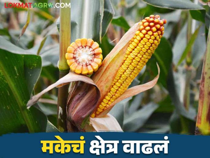 Maka lagwad : Sorghum sowing area has decreased this year maize area has doubled | Maka lagwad : ज्वारी पेरणीचे क्षेत्र घटले यंदा मक्याचे क्षेत्र दुपटीने वाढले Maka lagwad : Sorghum sowing area has decreased this year maize area has doubled | Maka lagwad : ज्वारी पेरणीचे क्षेत्र घटले यंदा मक्याचे क्षेत्र दुपटीने वाढले