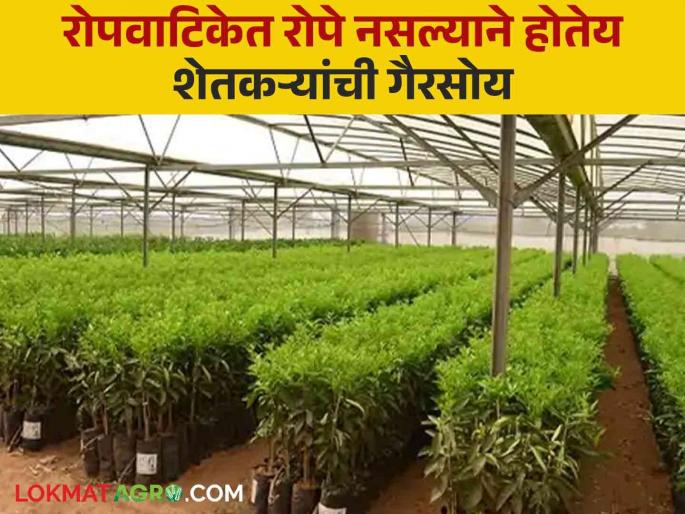 Nursery : Nursery not available in majalgaon | Nursery : रोपवाटिका : असून ताप नसून खोळंबा  Nursery : Nursery not available in majalgaon | Nursery : रोपवाटिका : असून ताप नसून खोळंबा