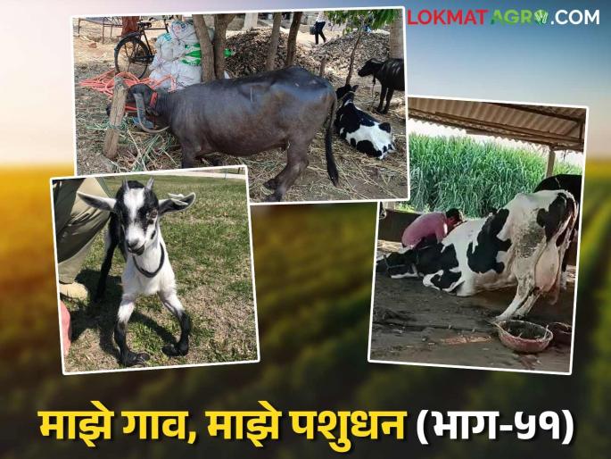 What causes Osteoporosis disease in buffaloes and what can be done to treat it? | म्हशीमधील उरमोडी, मृदूअस्थी आजार कशामुळे होतो व त्यावर काय करावे उपाय? What causes Osteoporosis disease in buffaloes and what can be done to treat it? | म्हशीमधील उरमोडी, मृदूअस्थी आजार कशामुळे होतो व त्यावर काय करावे उपाय?
