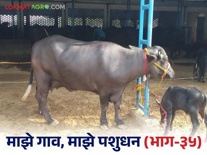 How to manage buffaloes to get pregnant again within 90 days after calving; Read in detail | व्याल्यानंतर ९० दिवसात म्हैशी पुन्हा गाभण राहण्यासाठी कसे कराल व्यवस्थापन; वाचा सविस्तर