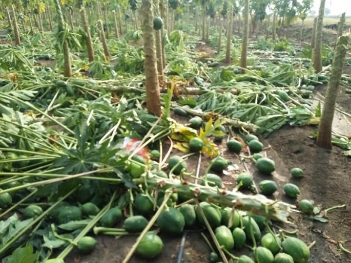 Provide immediate compensation to hailstorm victims; Prakash Solanke's demand | गारपीटग्रस्तांना तत्काळ नुकसान भरपाई द्या; प्रकाश सोळंके यांची मागणी Provide immediate compensation to hailstorm victims; Prakash Solanke's demand | गारपीटग्रस्तांना तत्काळ नुकसान भरपाई द्या; प्रकाश सोळंके यांची मागणी