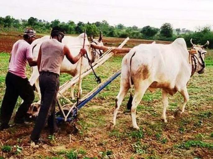 Taloda area: Problems in front of sugarcane farmers; There is no use even after increasing labor | तळोदा परिसर : ऊस उत्पादक शेतक:यांसमोर समस्या; मजुरी वाढवूनही उपयोग नाही Taloda area: Problems in front of sugarcane farmers; There is no use even after increasing labor | तळोदा परिसर : ऊस उत्पादक शेतक:यांसमोर समस्या; मजुरी वाढवूनही उपयोग नाही
