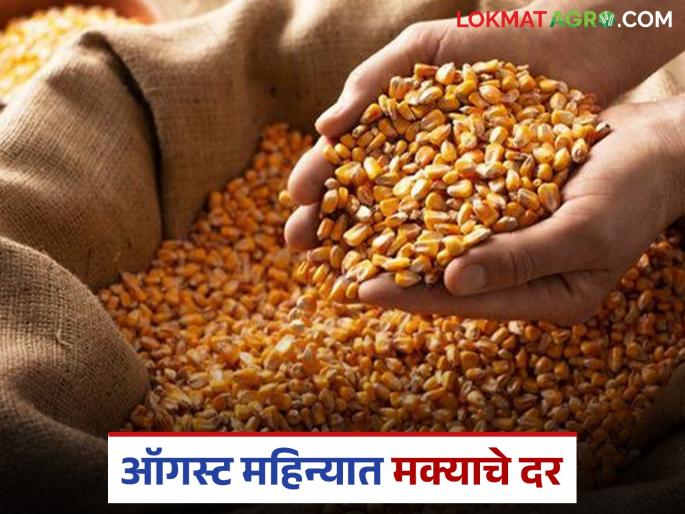 latest News maka market how maize prices will remain in remaining days of August 2025 | Maka Market : ऑगस्ट महिन्याच्या उर्वरित दिवसांत मक्याचे दर कसे राहतील, वाचा सविस्तर 