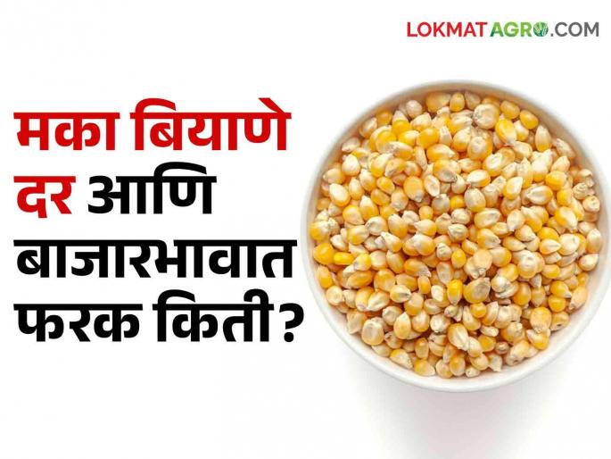 Latest News Maize seeds are sold at Rs 600 per kg, while farmers' maize is only Rs 27 per kg see details | Maize Market : मका बियाणे दर गगनाला तर शेतकऱ्याच्या मक्याला बाजारात काय भाव?