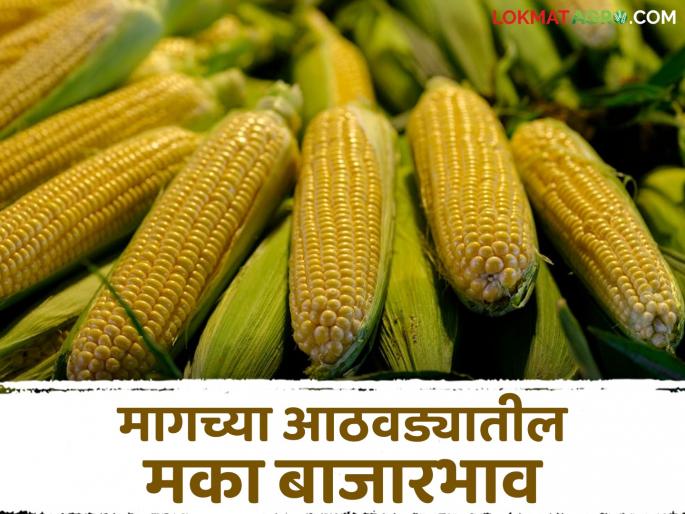 Latest News Maize arrival in maharashtra decreased by 13 percent, see market price, read in detail | Maka Bajarbhav : राज्यात मक्याची आवक 13 टक्क्यांनी घटली, दर एमएसपीपेक्षा अधिक, वाचा सविस्तर  
