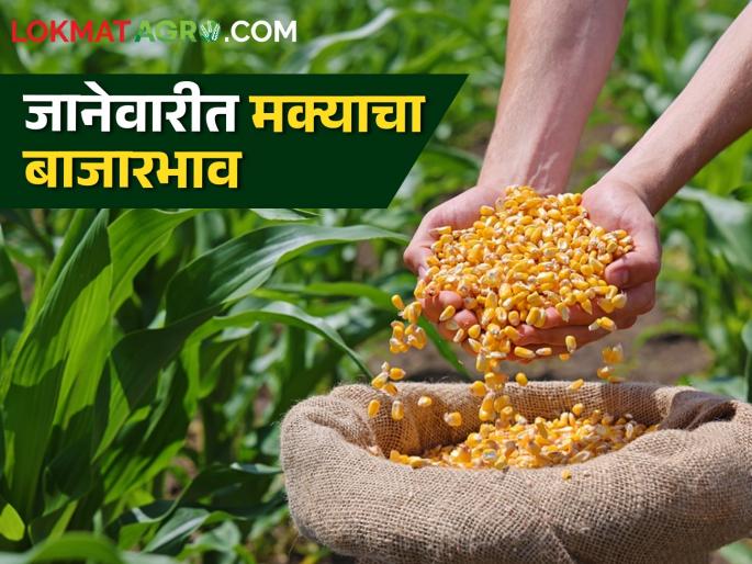 Latest News Maka Bajarbhav how market prices of maize in January to March Know in detail  | Maka Bajarbhav : जानेवारी ते मार्चमध्ये मक्याचे बाजारभाव कसे असतील? जाणून घ्या सविस्तर  Latest News Maka Bajarbhav how market prices of maize in January to March Know in detail  | Maka Bajarbhav : जानेवारी ते मार्चमध्ये मक्याचे बाजारभाव कसे असतील? जाणून घ्या सविस्तर