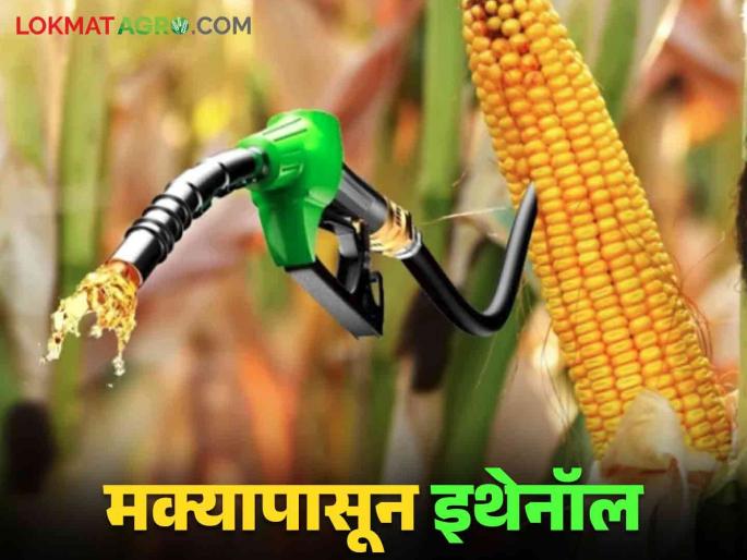 Bio Ethanol : The process of producing ethanol from different grains will be accelerated | Bio Ethanol : वेगवेगळ्या धान्यापासून इथेनॉल तयार करण्याची प्रक्रिया गतिमान होणार Bio Ethanol : The process of producing ethanol from different grains will be accelerated | Bio Ethanol : वेगवेगळ्या धान्यापासून इथेनॉल तयार करण्याची प्रक्रिया गतिमान होणार