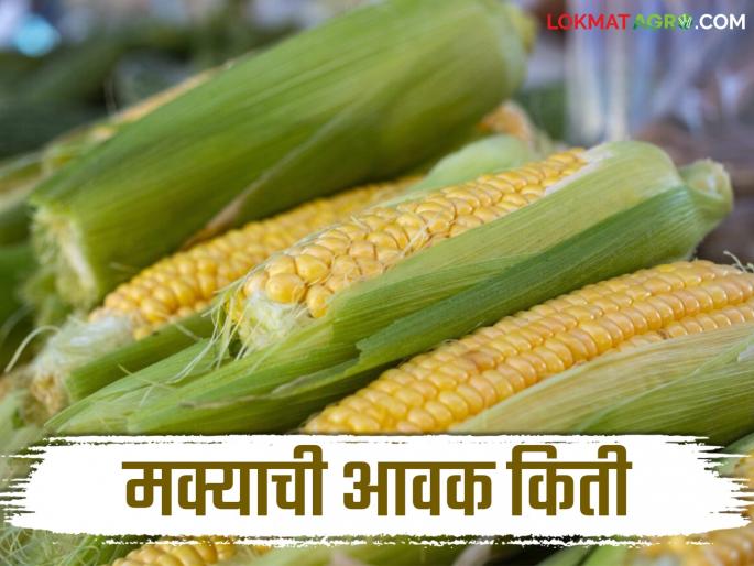 Latest News Maize Bajarbhav todays maka bajarbhav in akola market yard check here details | Maka Bajarbhav : पिवळी की लोकल, कुठली मका तेजीत? वाचा आजचे बाजारभाव Latest News Maize Bajarbhav todays maka bajarbhav in akola market yard check here details | Maka Bajarbhav : पिवळी की लोकल, कुठली मका तेजीत? वाचा आजचे बाजारभाव